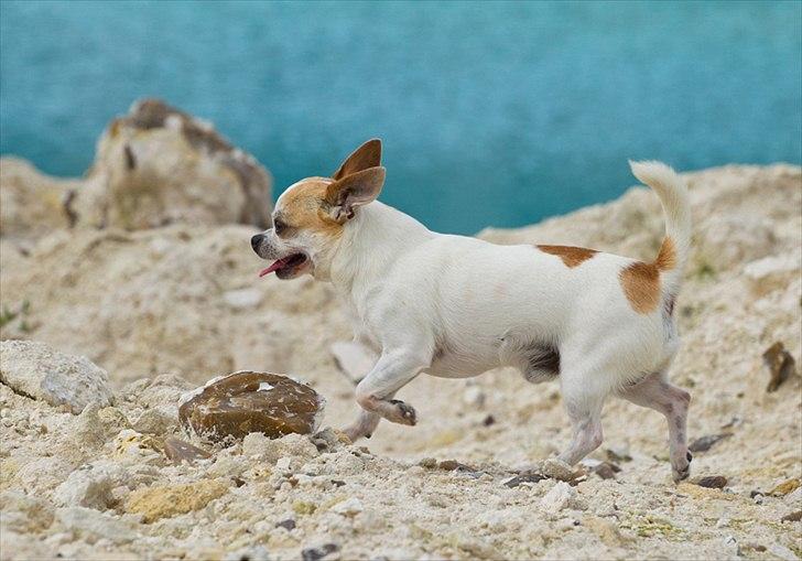 Chihuahua Milaja Kroha Zoran - Tosafoto billede 3