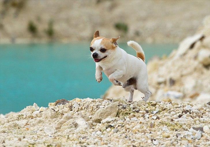 Chihuahua Milaja Kroha Zoran - Tosafoto billede 1