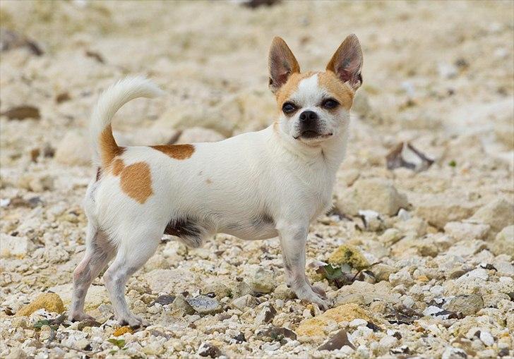Chihuahua Milaja Kroha Zoran - Tosafoto billede 6