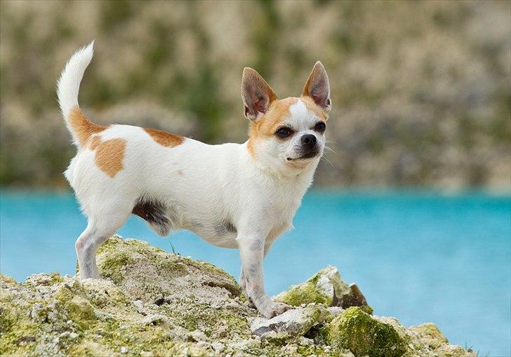 Chihuahua Milaja Kroha Zoran - Tosafoto billede 2