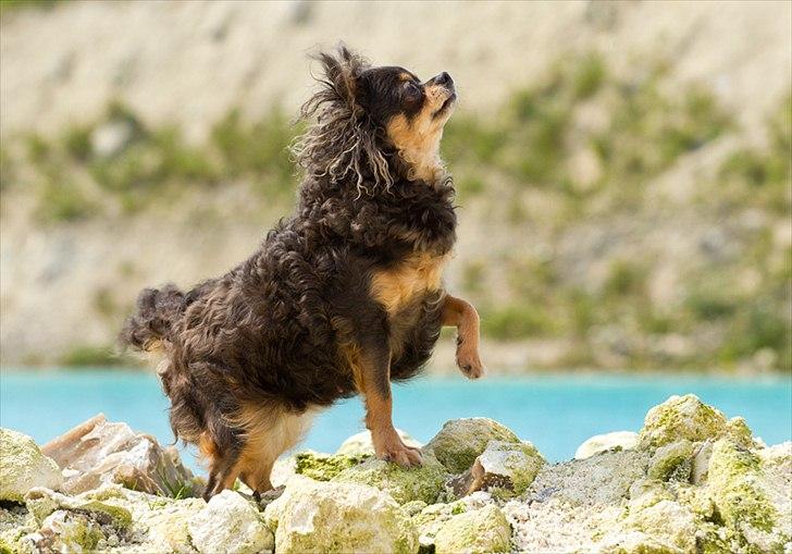 Chihuahua Nona - Tosafoto billede 2