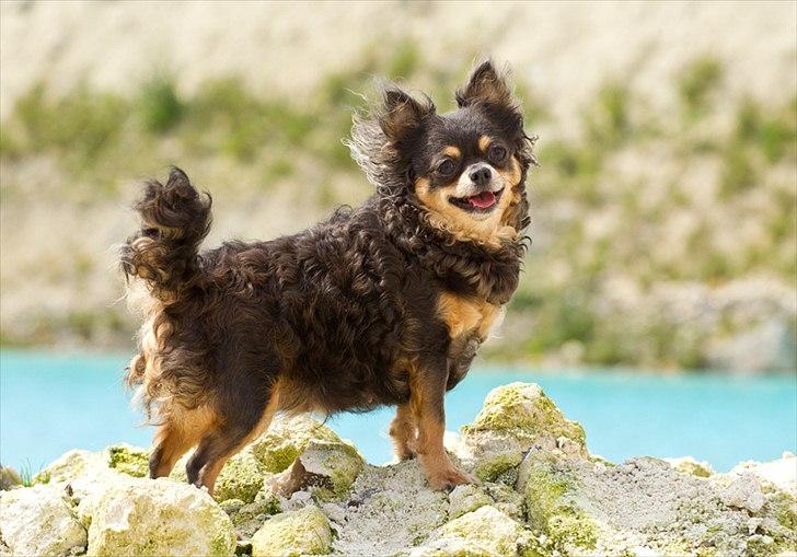 Chihuahua Nona - Tosafoto billede 3