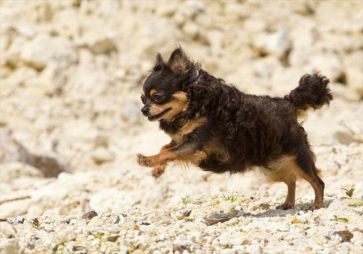 Chihuahua Nona - Tosafoto billede 4