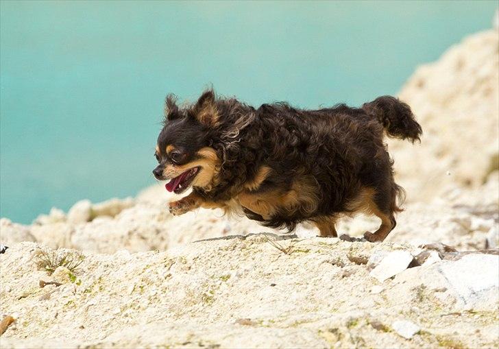 Chihuahua Nona - Tosafoto billede 5