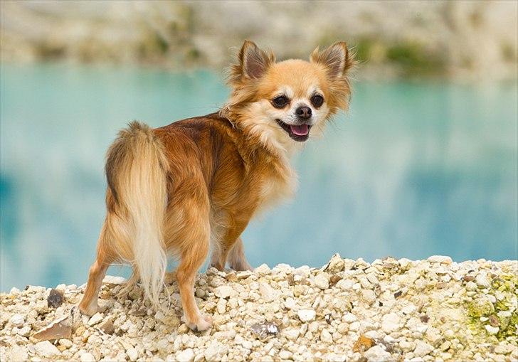 Chihuahua Balle-Balou - Tosafoto billede 2