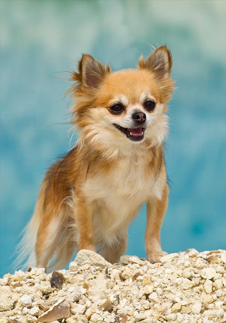 Chihuahua Balle-Balou - Tosafoto billede 1