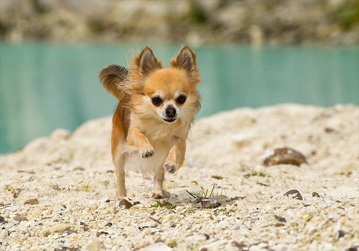 Chihuahua Balle-Balou - Tosafoto billede 3