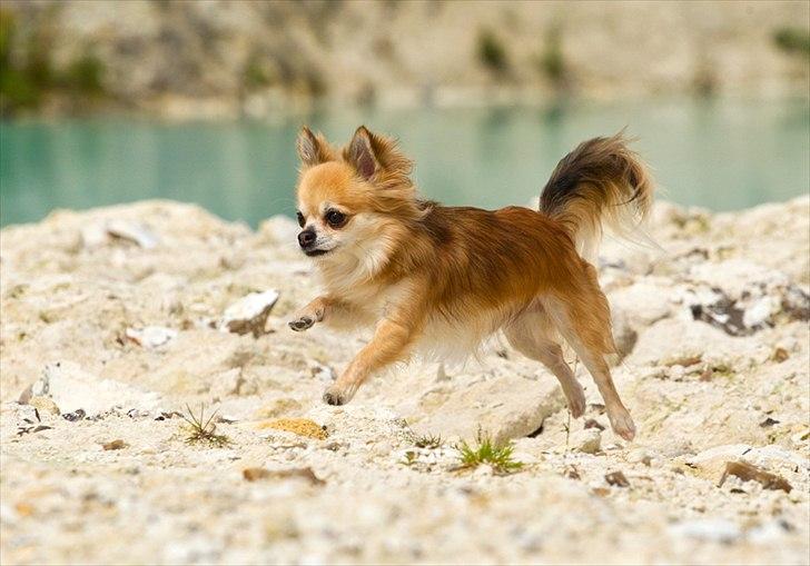 Chihuahua Balle-Balou - Tosafoto billede 4