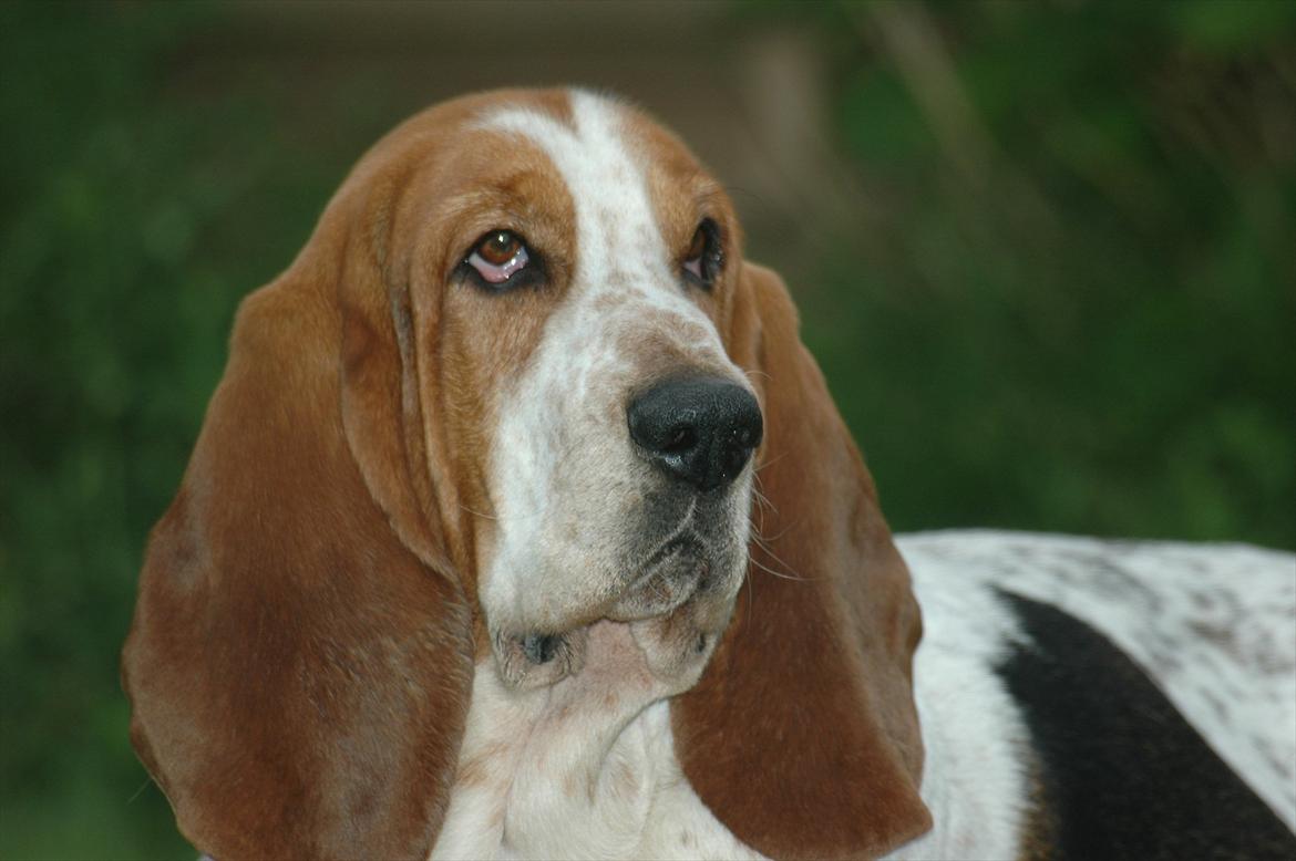 Basset hound Cookie billede 1