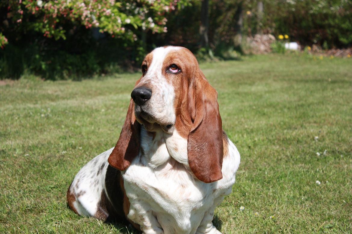 Basset hound Cookie billede 2