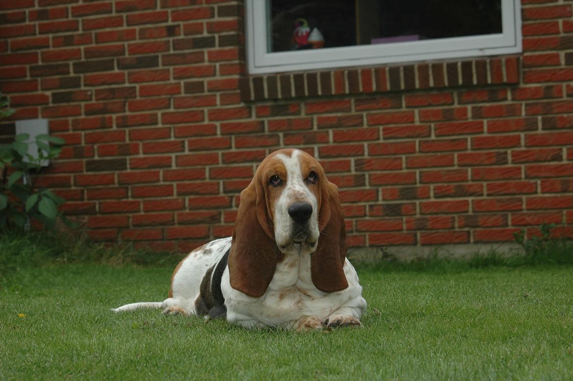 Basset hound Cookie billede 3