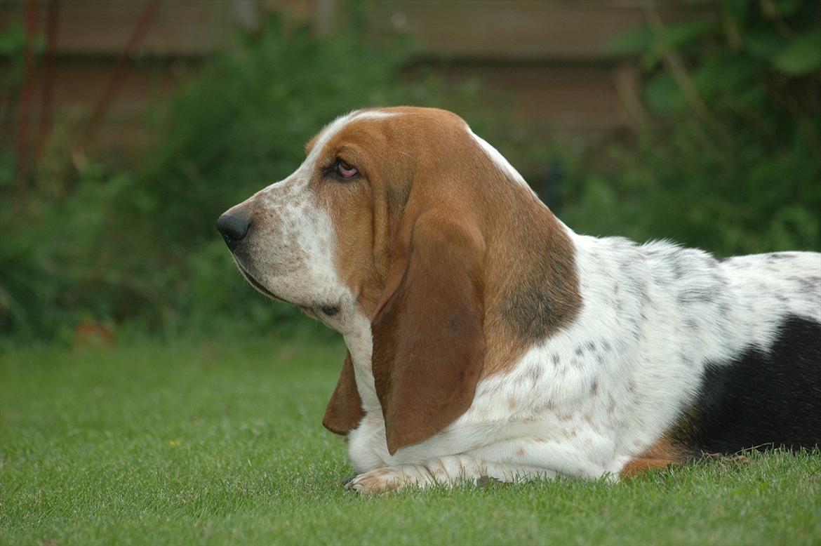 Basset hound Cookie billede 4