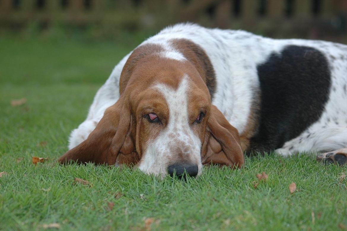 Basset hound Cookie billede 5