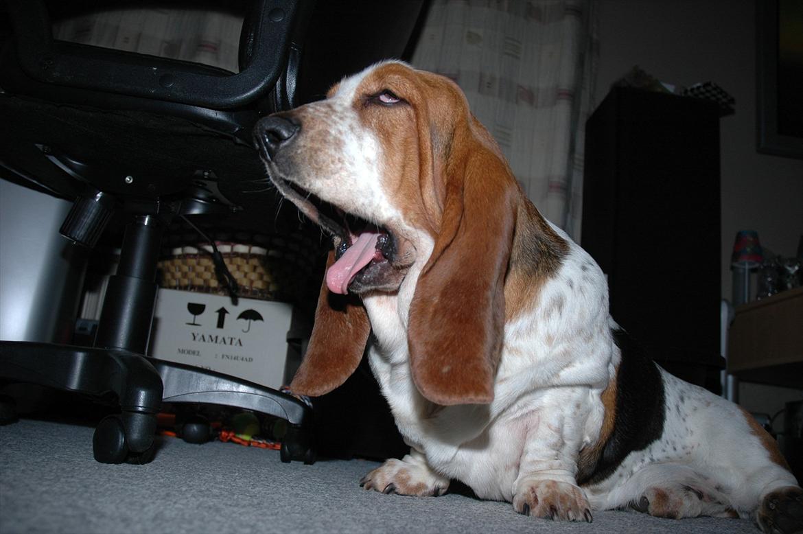 Basset hound Cookie billede 6