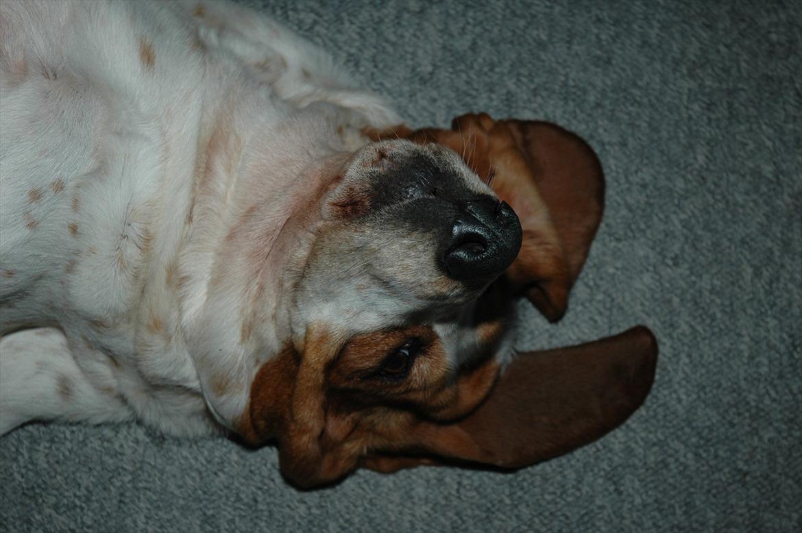 Basset hound Cookie billede 7