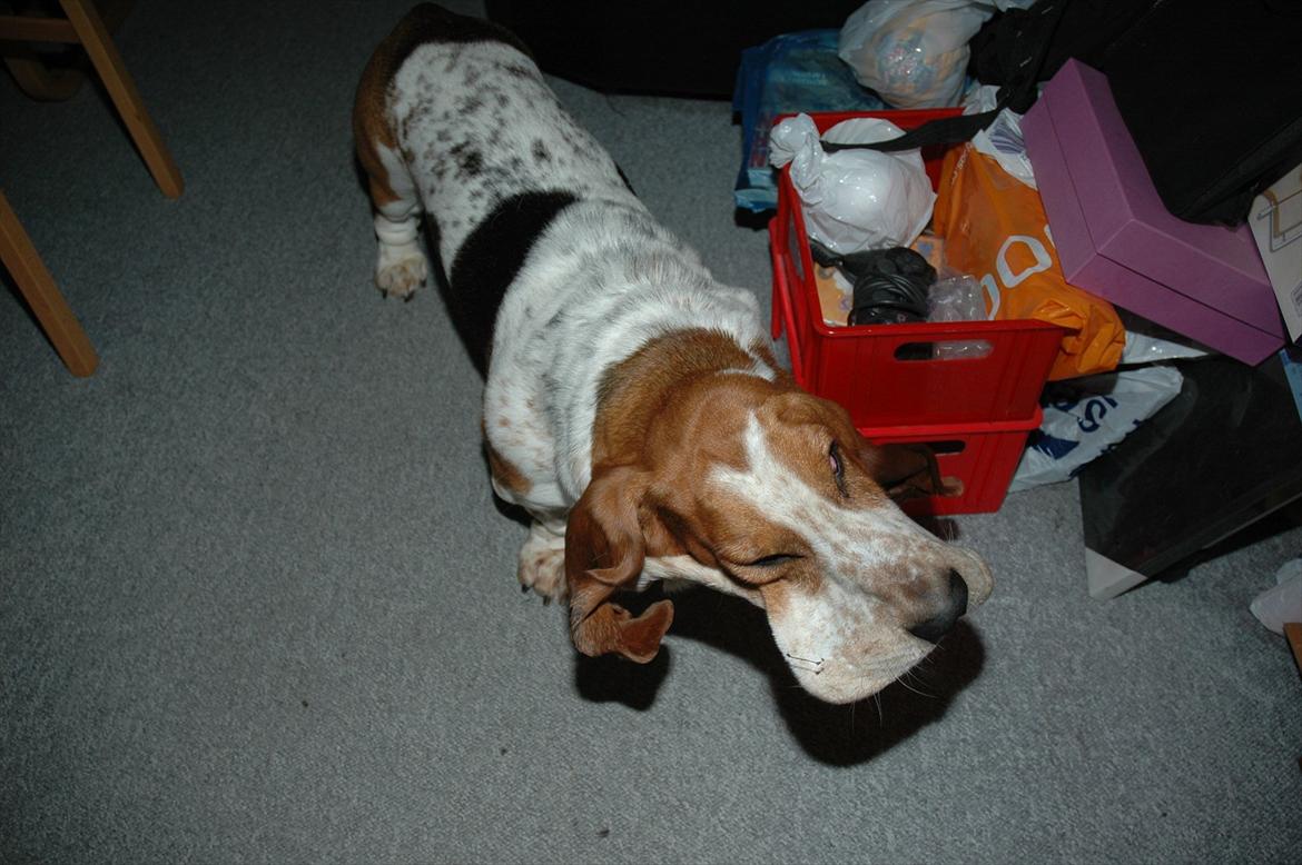 Basset hound Cookie billede 8