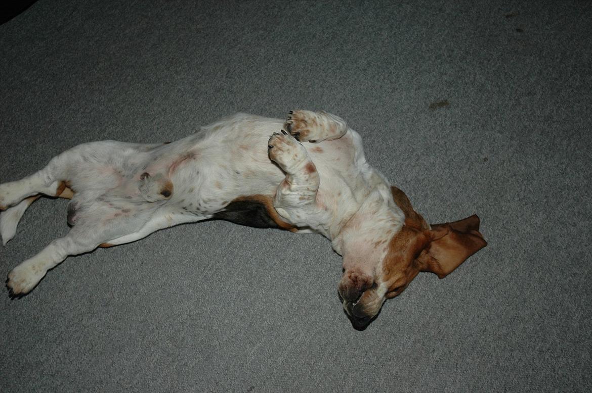 Basset hound Cookie billede 9