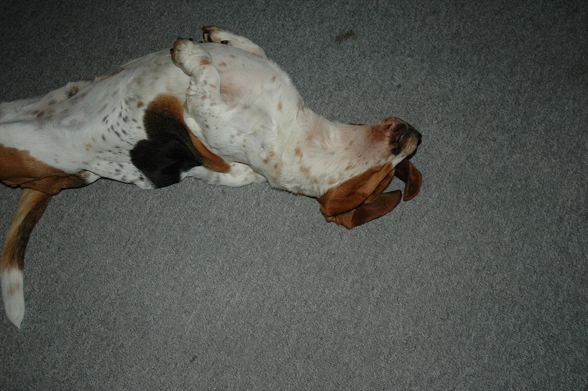 Basset hound Cookie billede 10