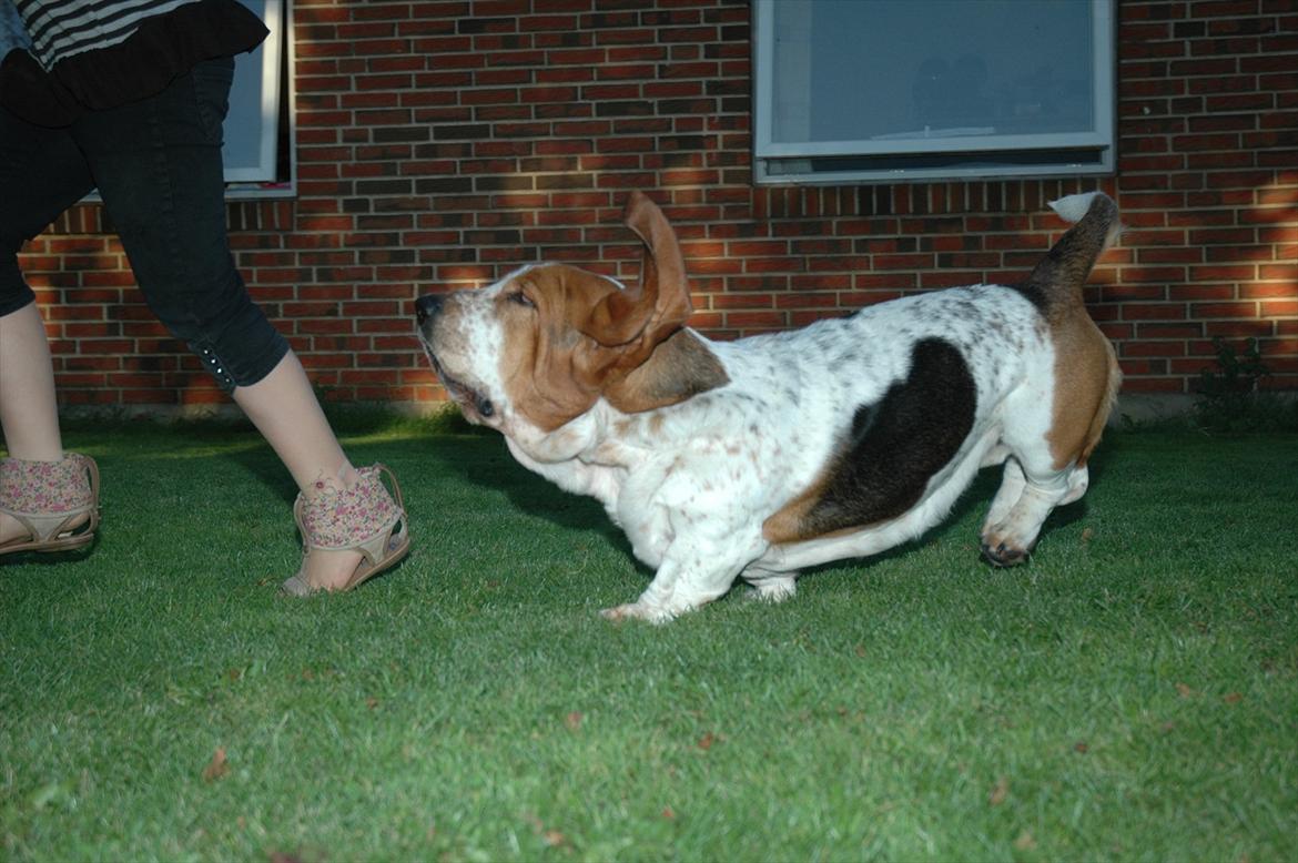 Basset hound Cookie billede 11