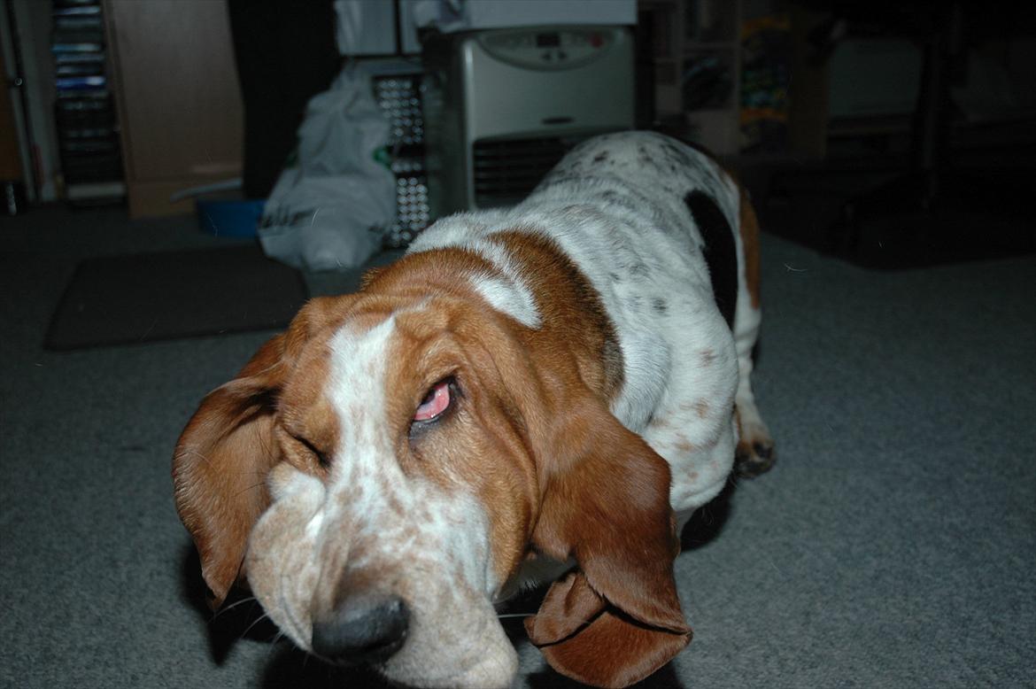Basset hound Cookie billede 12