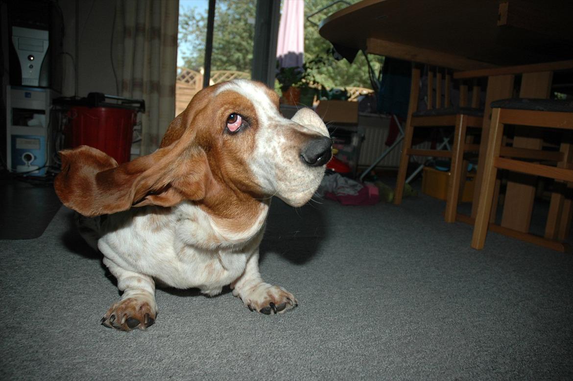 Basset hound Cookie billede 13