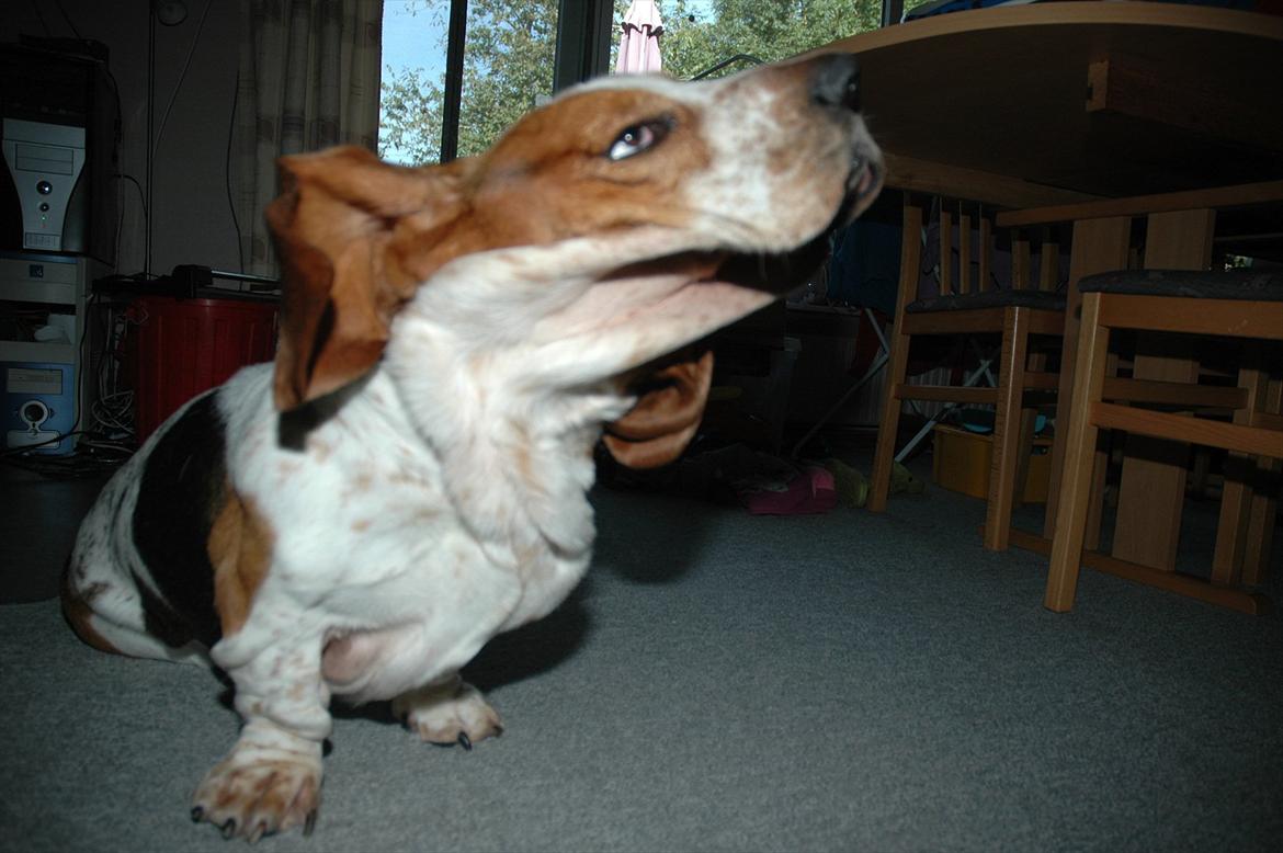 Basset hound Cookie billede 14