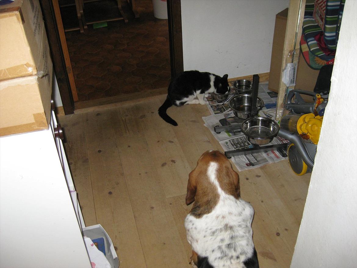 Basset hound Cookie billede 15