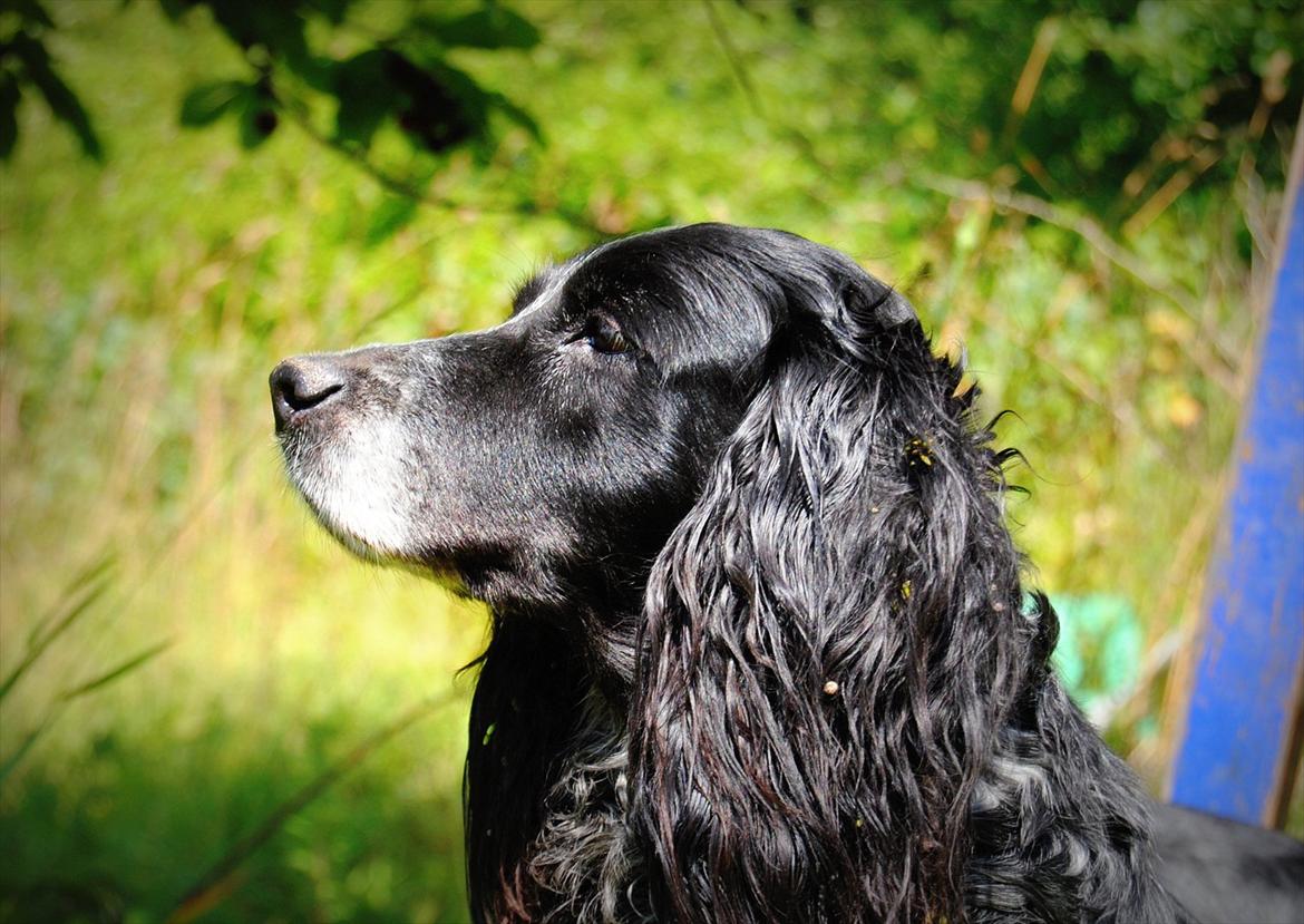 Field Trial Cockerspaniel Tilde billede 9
