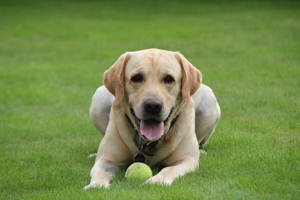 Labrador retriever Taco billede 1