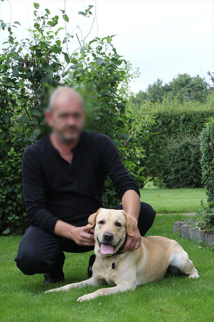 Labrador retriever Taco billede 5