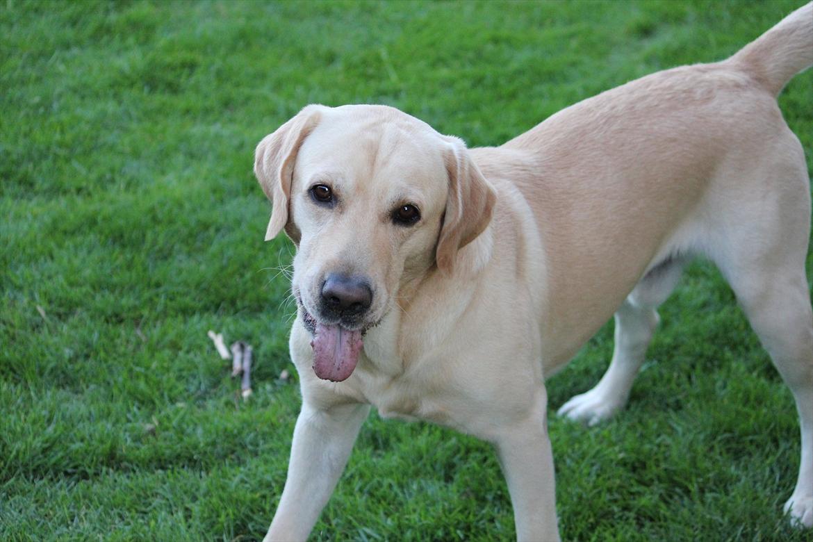 Labrador retriever Taco billede 12