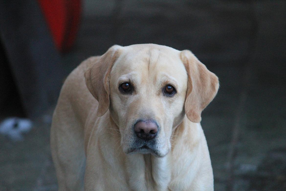 Labrador retriever Taco billede 13