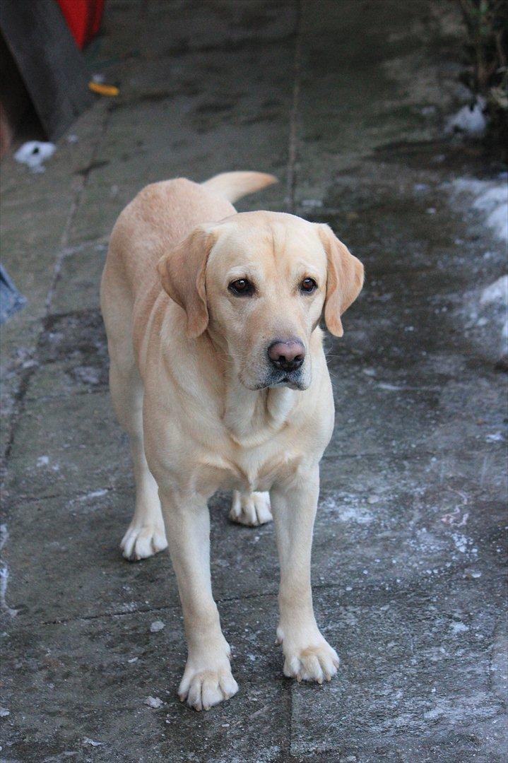 Labrador retriever Taco billede 14