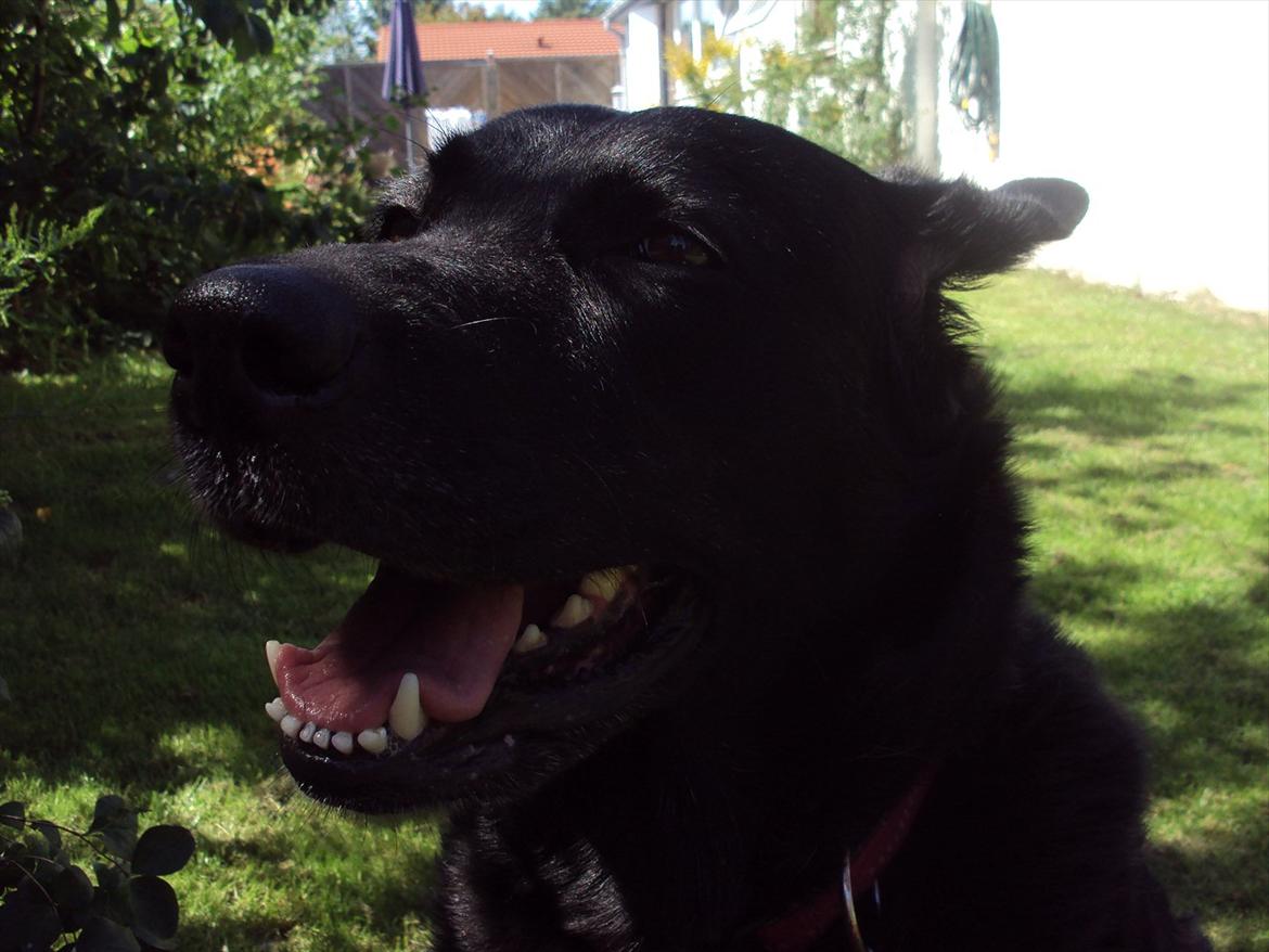 Blanding af racer Molly - Lidt varmt. ♥ billede 7