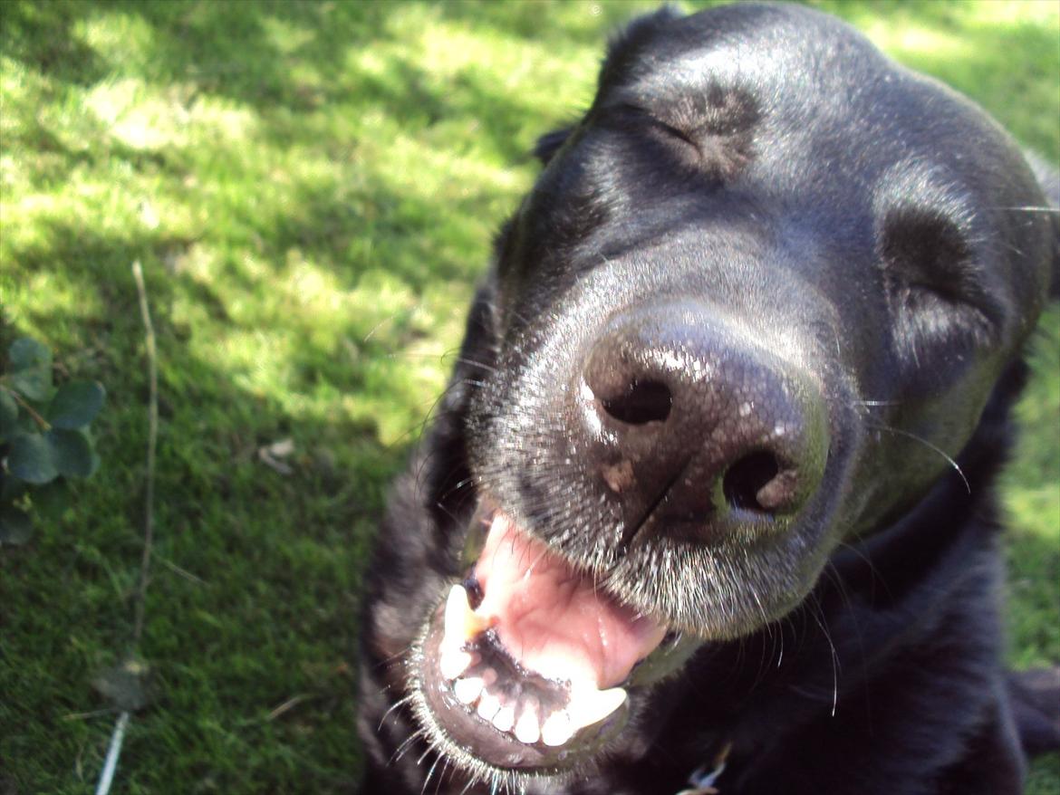 Blanding af racer Molly - Bedste billede EVER! billede 8