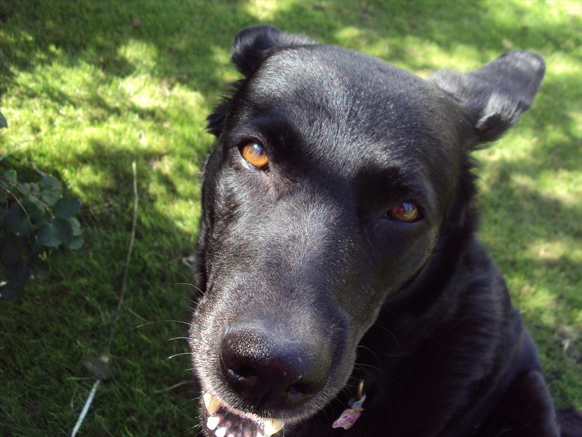 Blanding af racer Molly - <3 billede 9