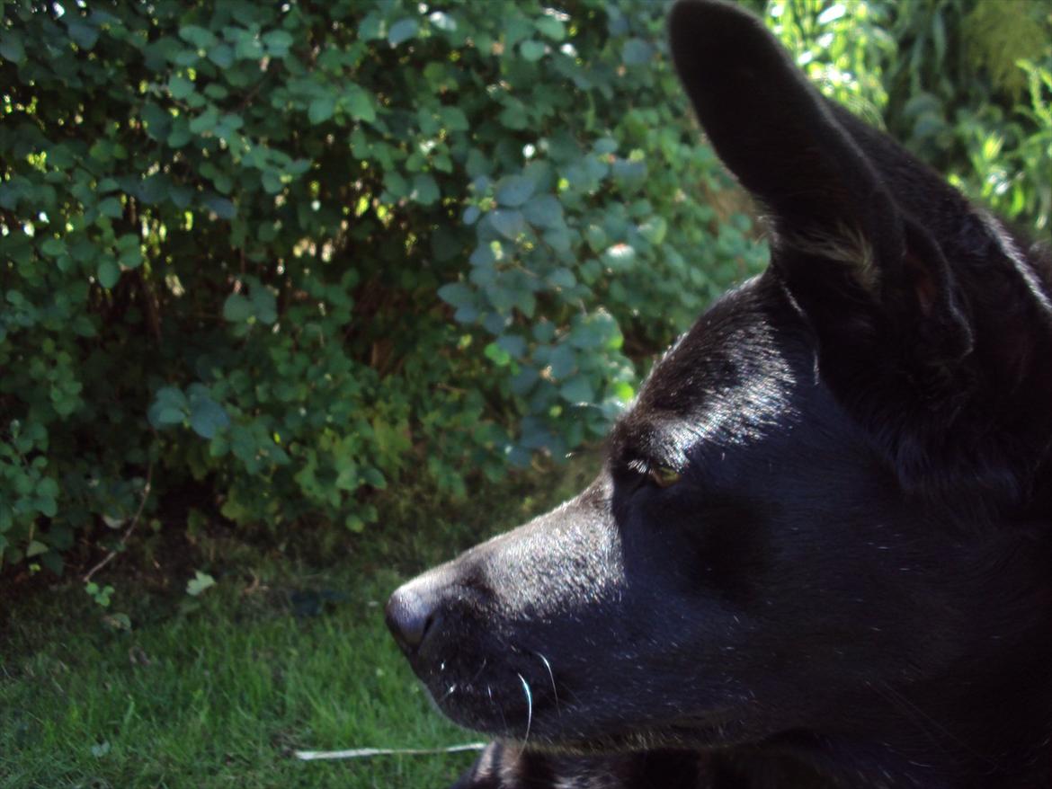 Blanding af racer Molly - Du så smuk.  billede 10