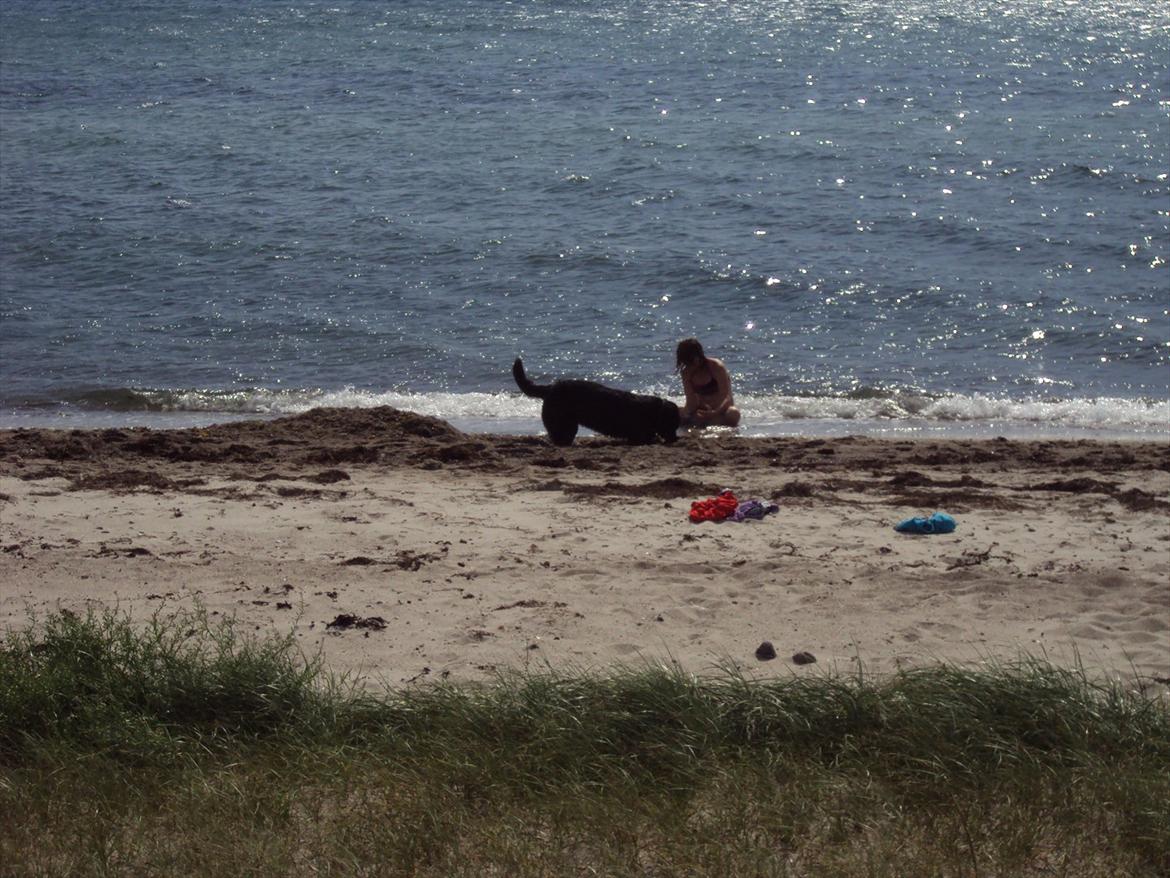 Blanding af racer Molly - Hun graver altid.  billede 11