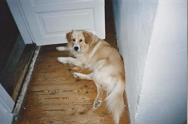 Blanding af racer Bølle billede 1