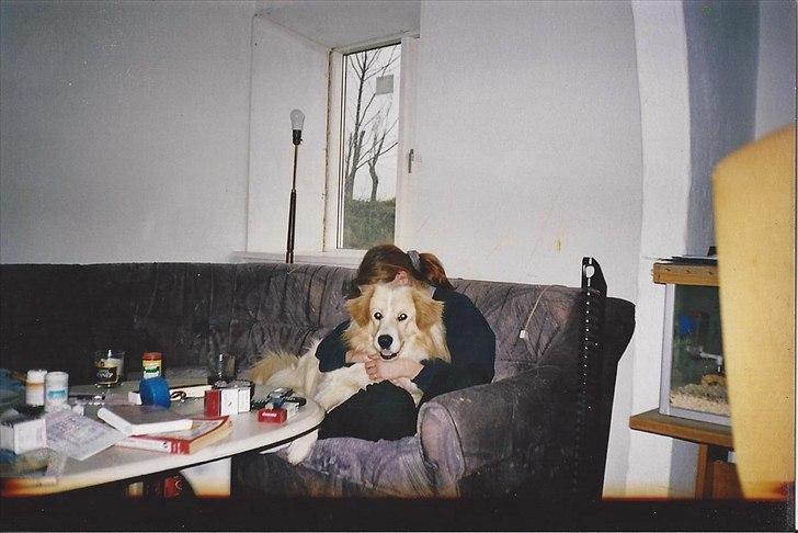 Blanding af racer Bølle billede 2