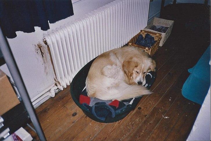 Blanding af racer Bølle billede 3