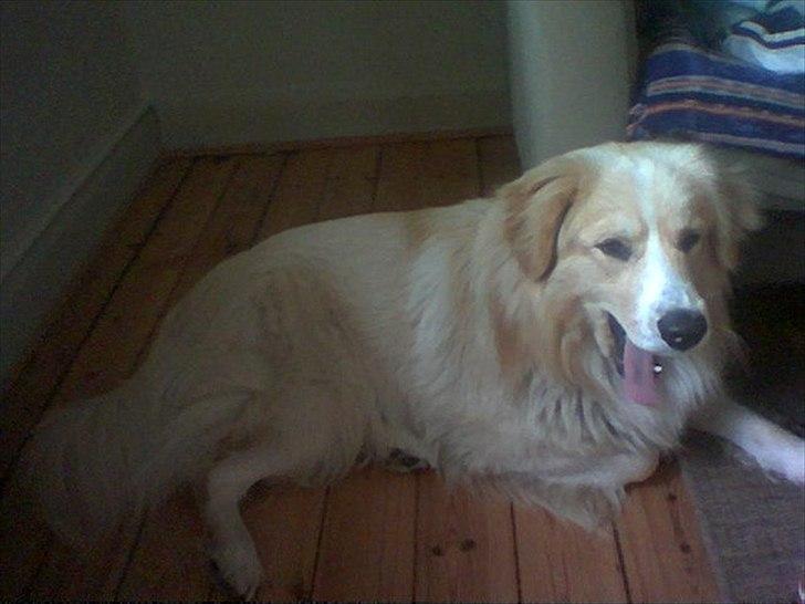 Blanding af racer Bølle billede 4