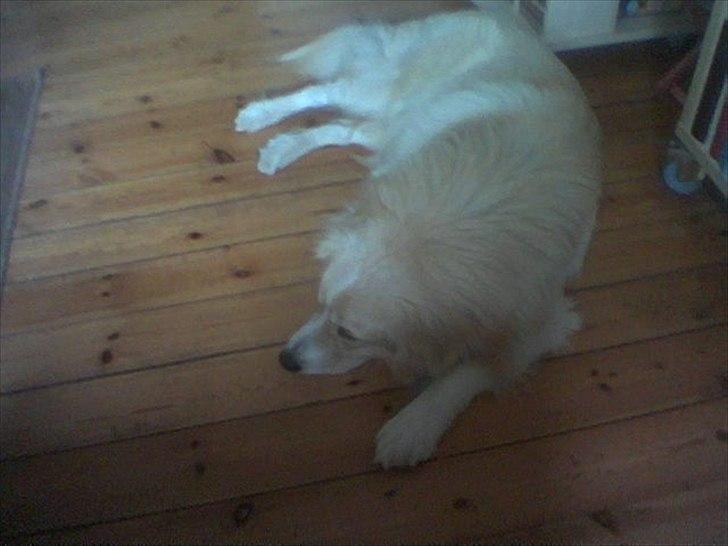 Blanding af racer Bølle billede 5