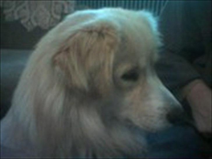 Blanding af racer Bølle billede 6