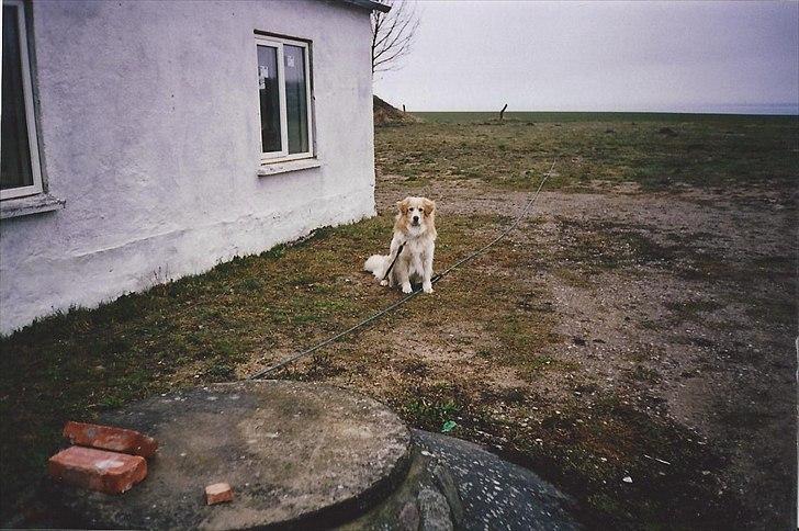 Blanding af racer Bølle billede 7