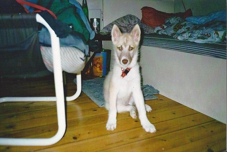 Blanding af racer Tjika billede 1