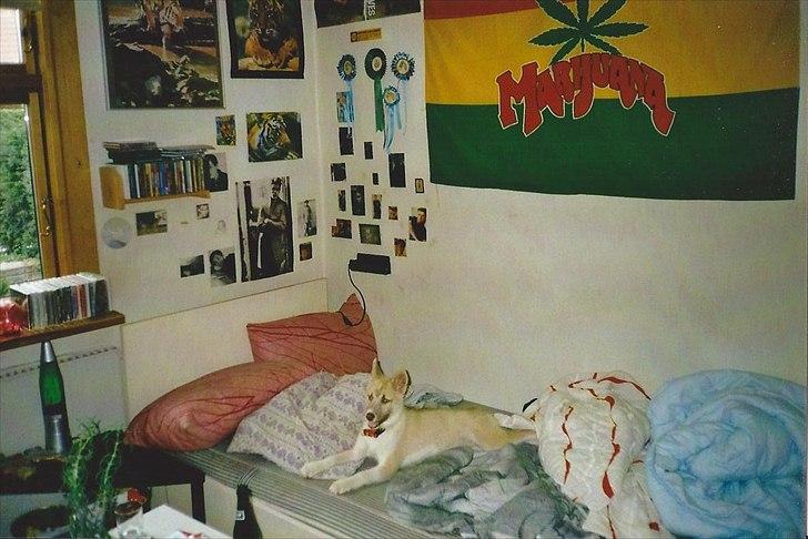 Blanding af racer Tjika billede 2