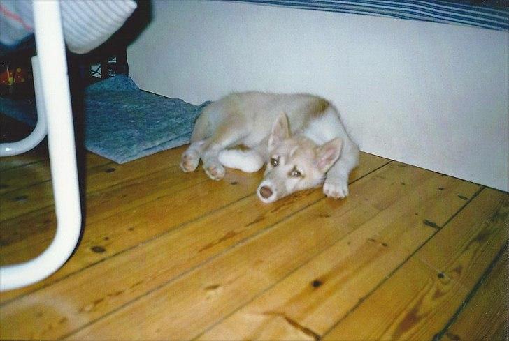 Blanding af racer Tjika billede 3