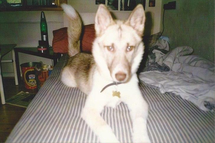 Blanding af racer Tjika billede 6