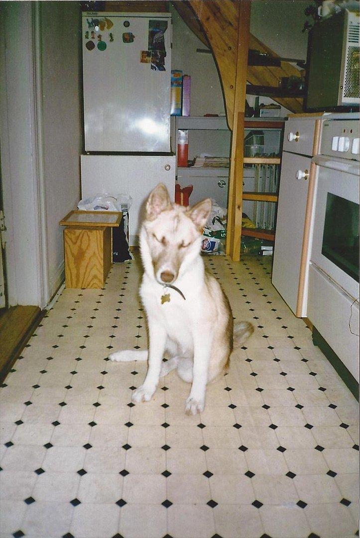 Blanding af racer Tjika - Mors smukke fotomodel billede 7